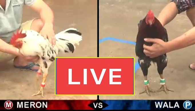 Đá gà cựa sắt BJ88 - Điểm đến đầy hứa hẹn cho các tay chơi 4 Kinh nghiệm cược đá gà cựa sắt tại nhà cái BJ88 từ cao thủ